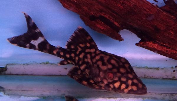 ロイヤルプレコってどんな魚 ロイヤルプレコの特徴と飼うときの注意点を紹介 プレコの飼育方法や繁殖方法を紹介するブログ