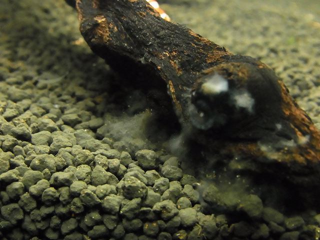 水槽に水カビが 水槽内に水カビが発生してしまった時の対処法を紹介 プレコの飼育方法や繁殖方法を紹介するブログ