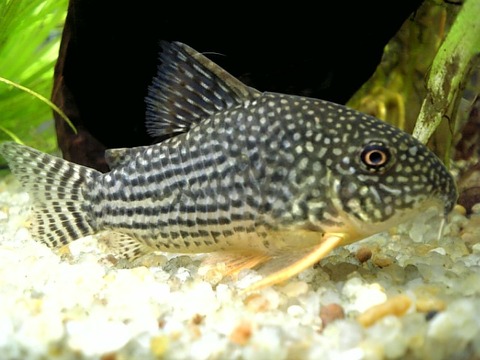 コリドラスと金魚は混泳できる 金魚とコリドラスを混泳させるときの注意点を紹介 プレコの飼育方法や繁殖方法を紹介するブログ