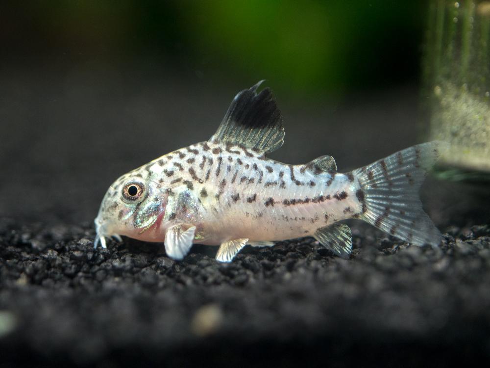 コリドラスの稚魚を育てよう！コリドラスの稚魚の飼育方法や餌について紹介！！ | プレコの飼育方法や繁殖方法を紹介するブログ