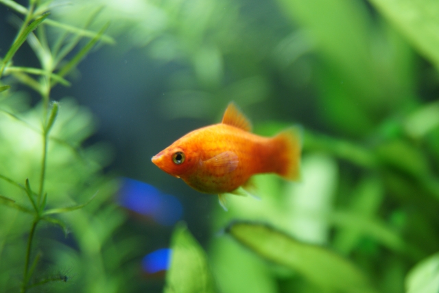 可愛い熱帯魚が飼いたい 可愛くて飼いやすい熱帯魚を紹介 プレコの飼育方法や繁殖方法を紹介するブログ